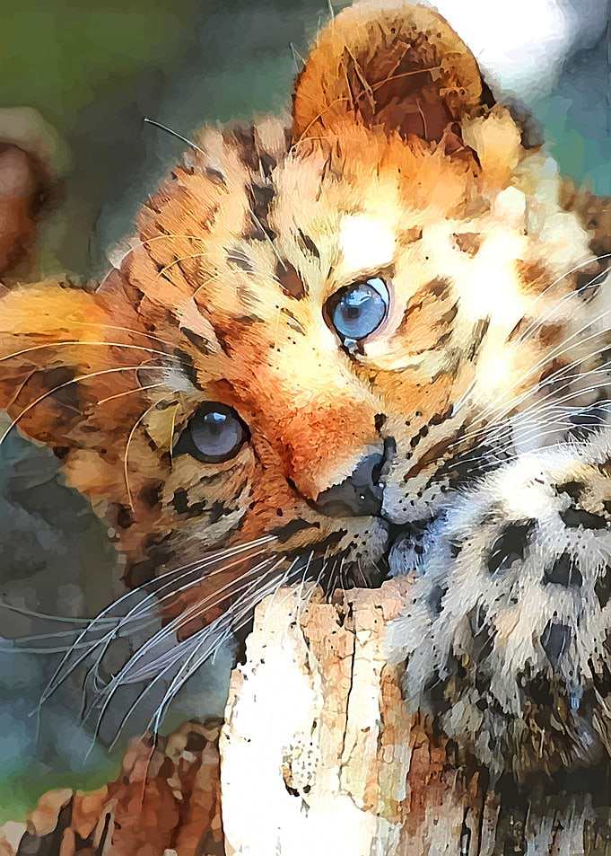 Baby Leopard