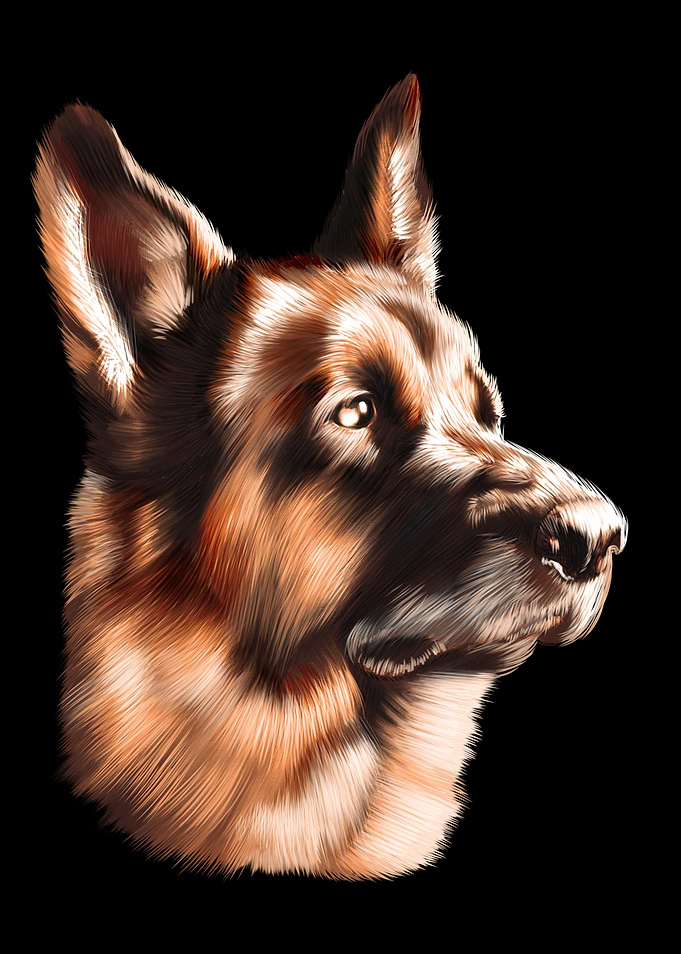 German Shepherd Dog