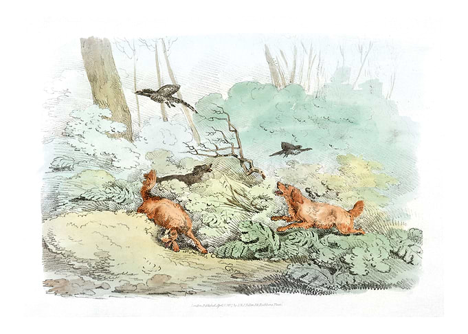 dogs chasing pheasants