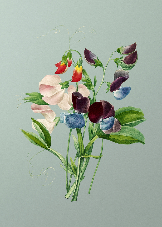 Sweet Pea on Mint Green