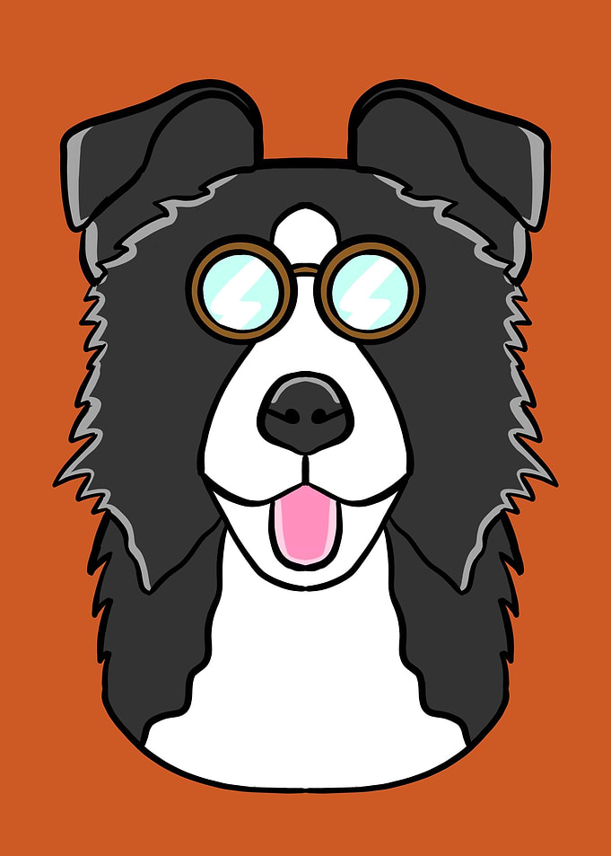 Funny Border Collie dog