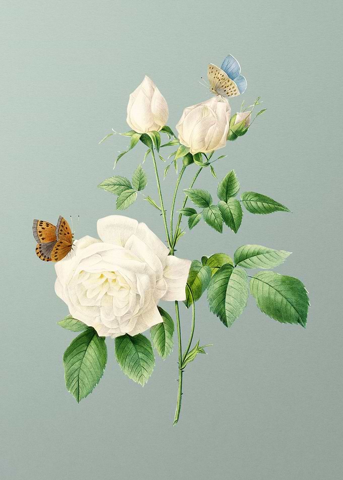 White Bengal Rose on Mint