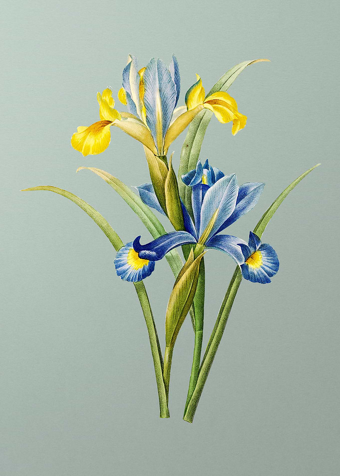 Spanish Iris on Mint Green