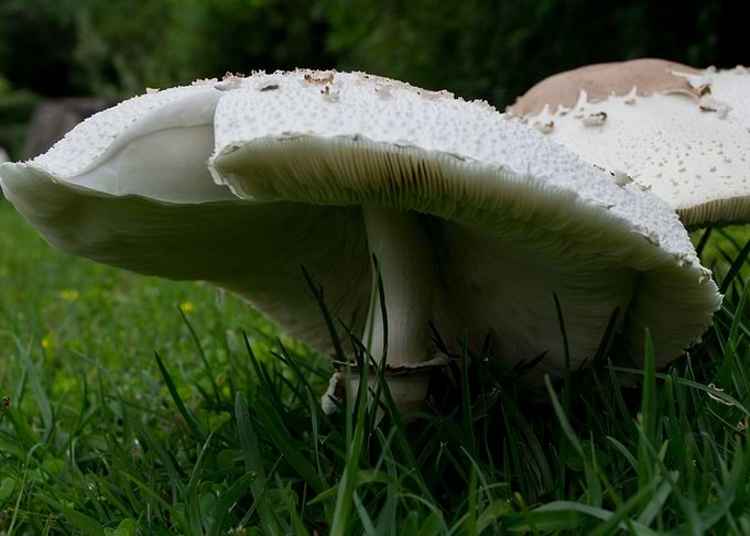 Mushroom