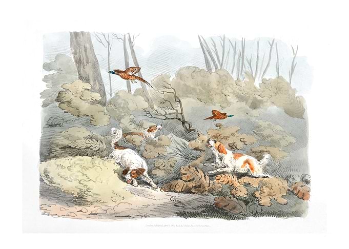 dogs chasing pheasants