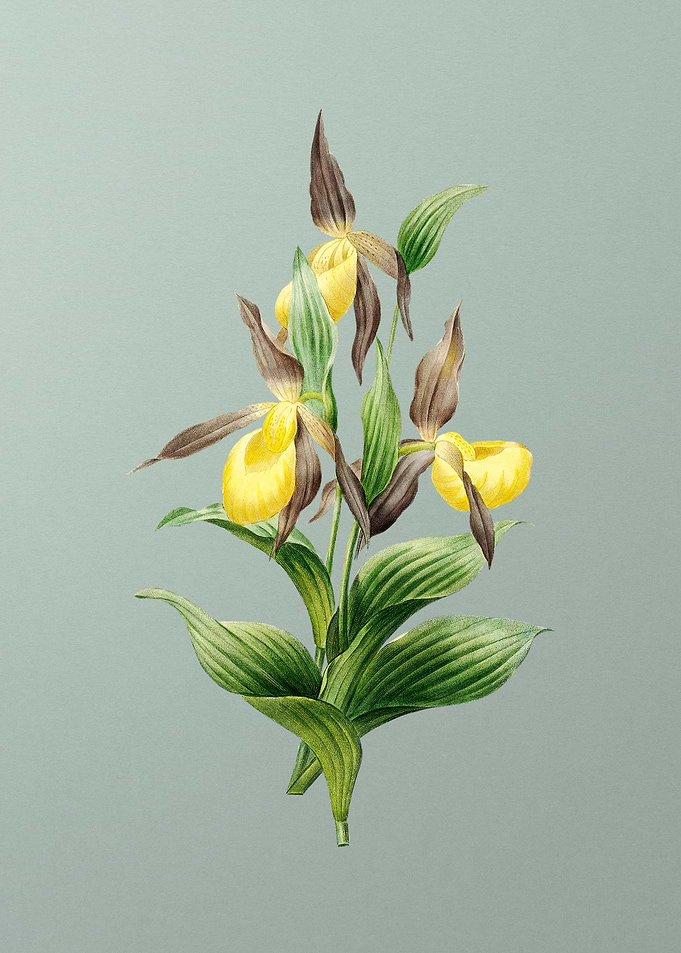 Sabot des Alpes on Mint