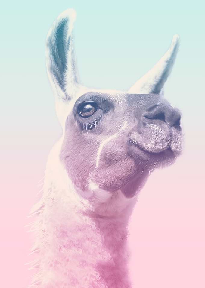 funny lama