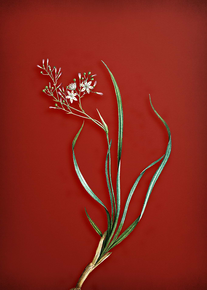 Phalangium Bicolor on Red