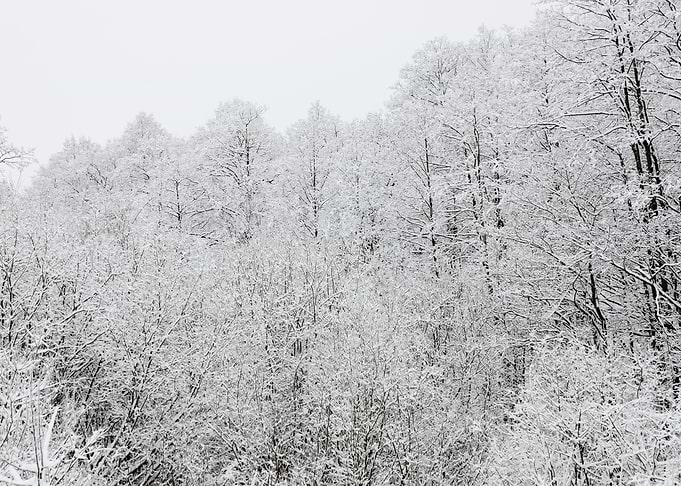 Winter Scene With HoarFros