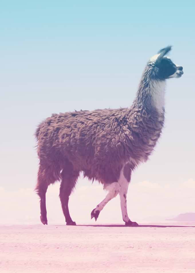 alpaca