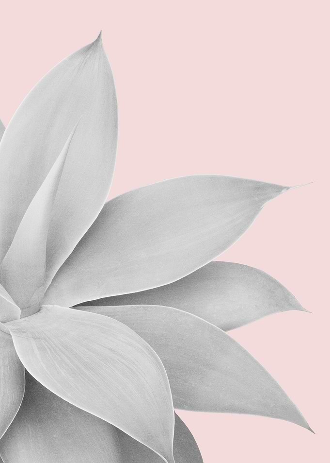 Agave Finesse 15