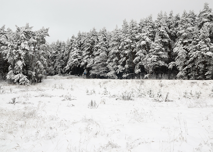 Winter Scene With HoarFros