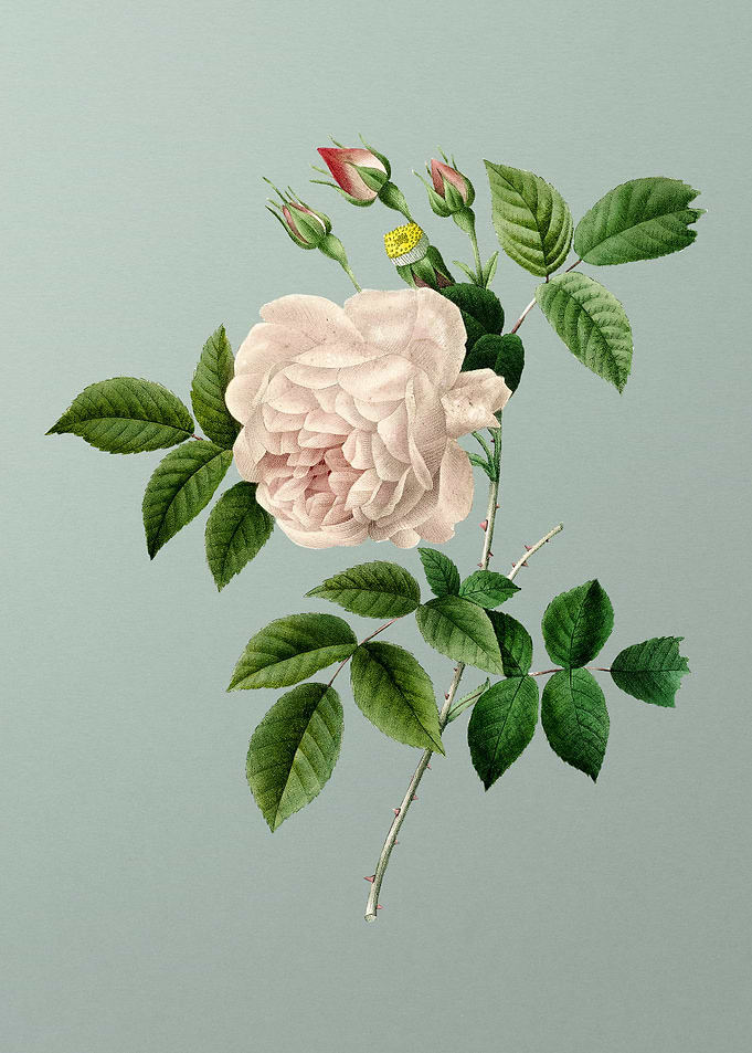 Rosa Indica on Mint Green