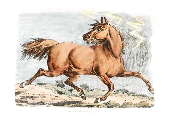 brown horse