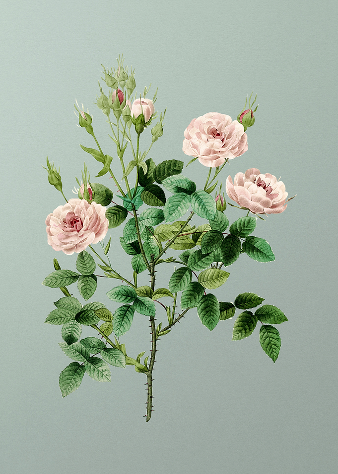 Rosier Pompon on Mint