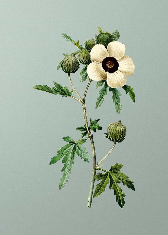 Venice Mallow on Mint