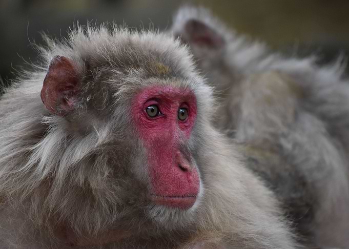 Monkey face