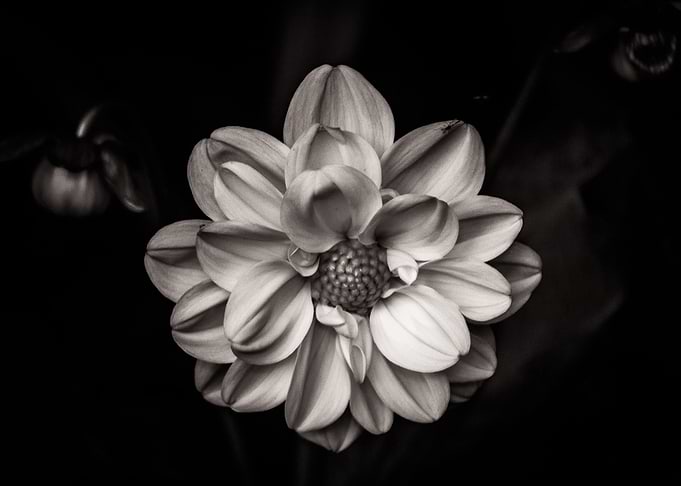 Dahlia Close Up
