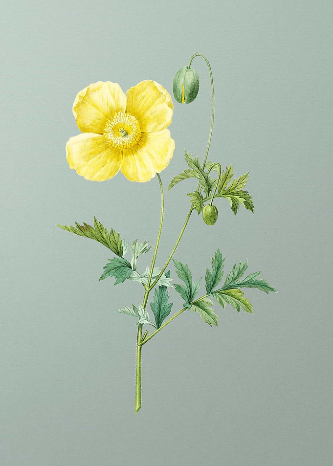 Welsh Poppy on Mint Green