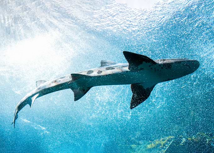 Whale Shark