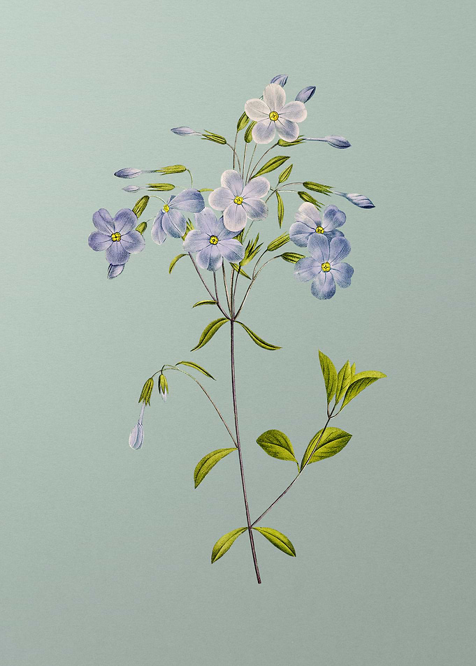 Phlox on Mint Green