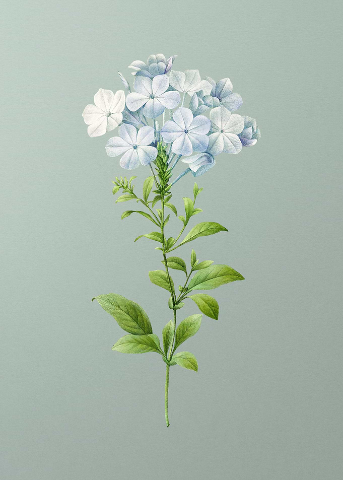 Plumbago on Mint Green