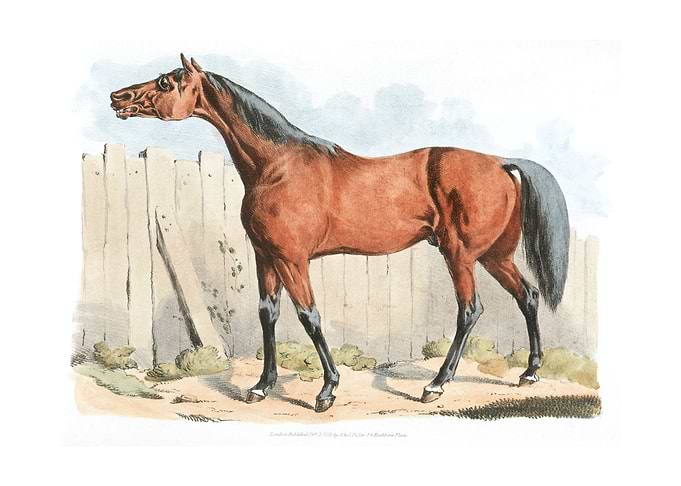 dark brown horse