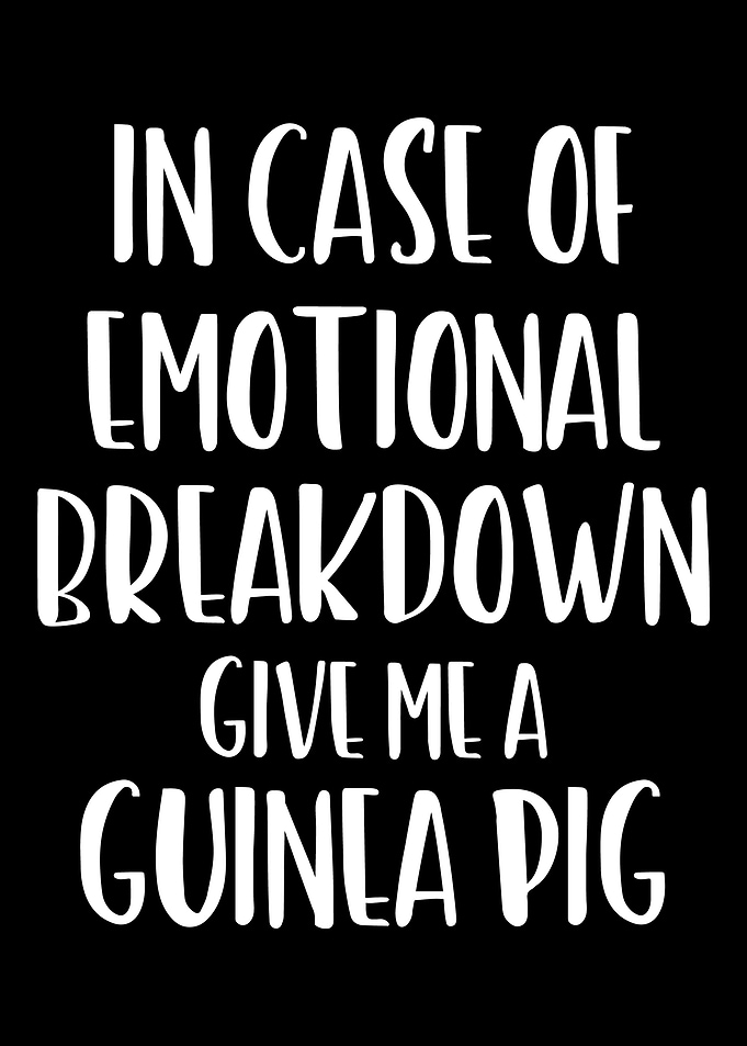 Guinea pig