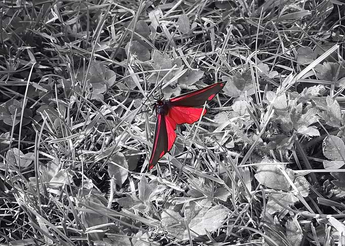 Butterfly Red