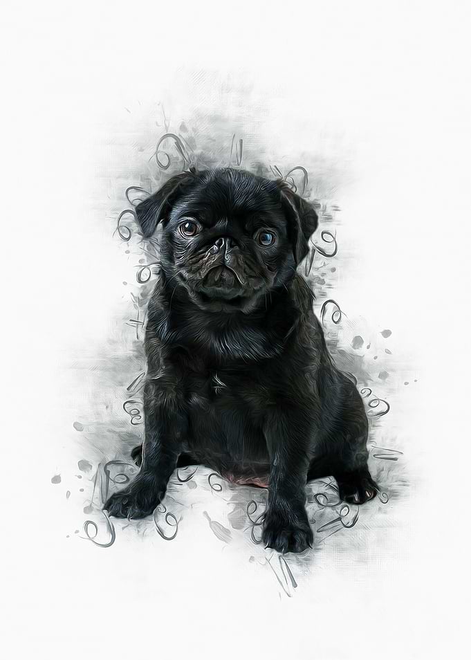 Black Pug