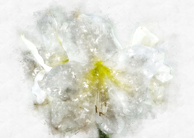 white amaryllis watercolor
