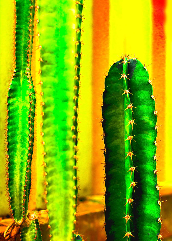 colorful spines
