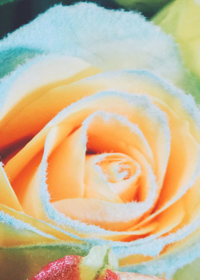 Close up Rose