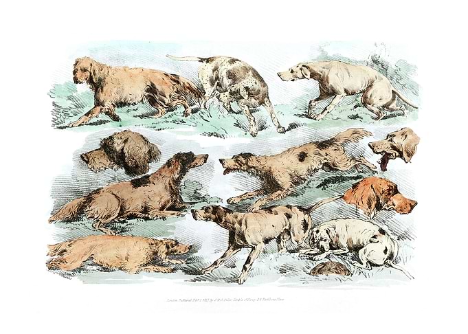 Illustration of hounds