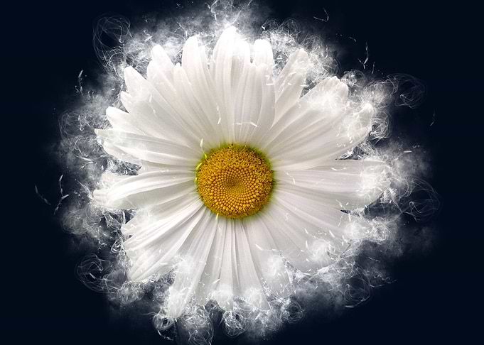 chamomile smoky