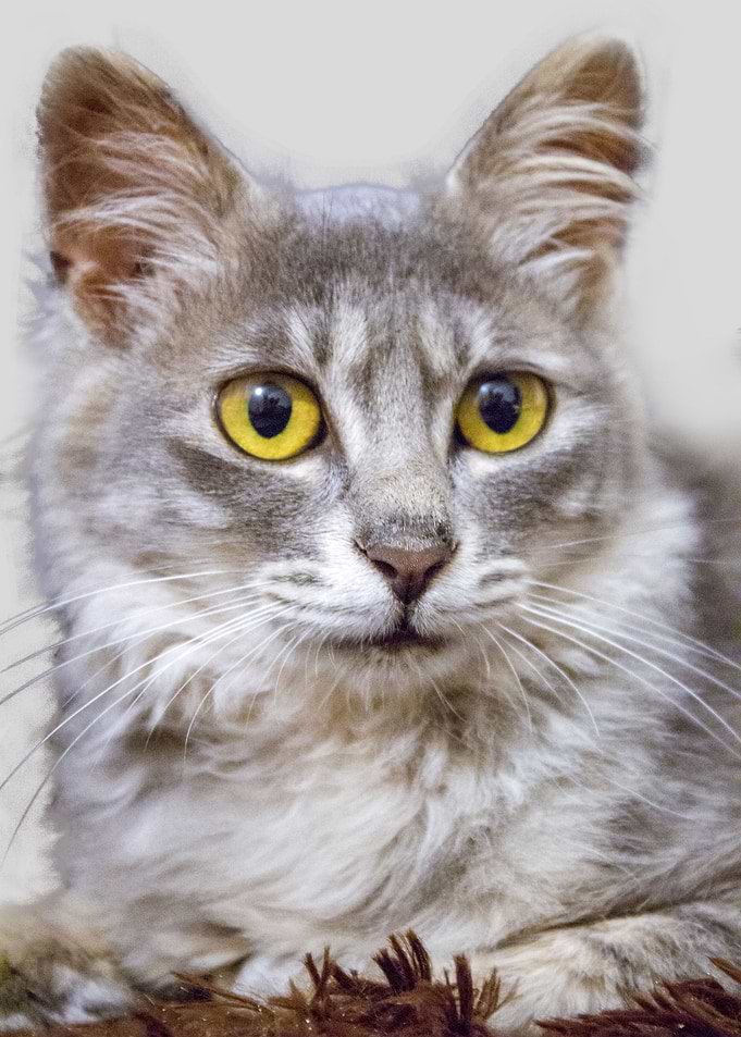 Cute Cat Face Animal Pet