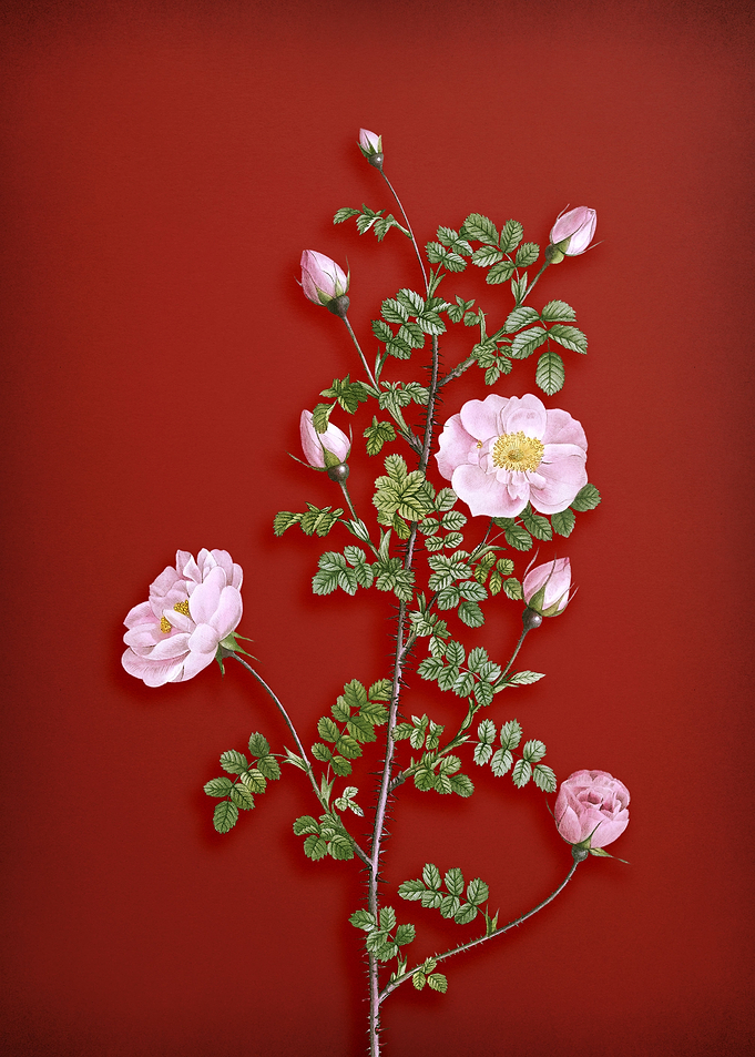 Pink Scotch Rose on Red