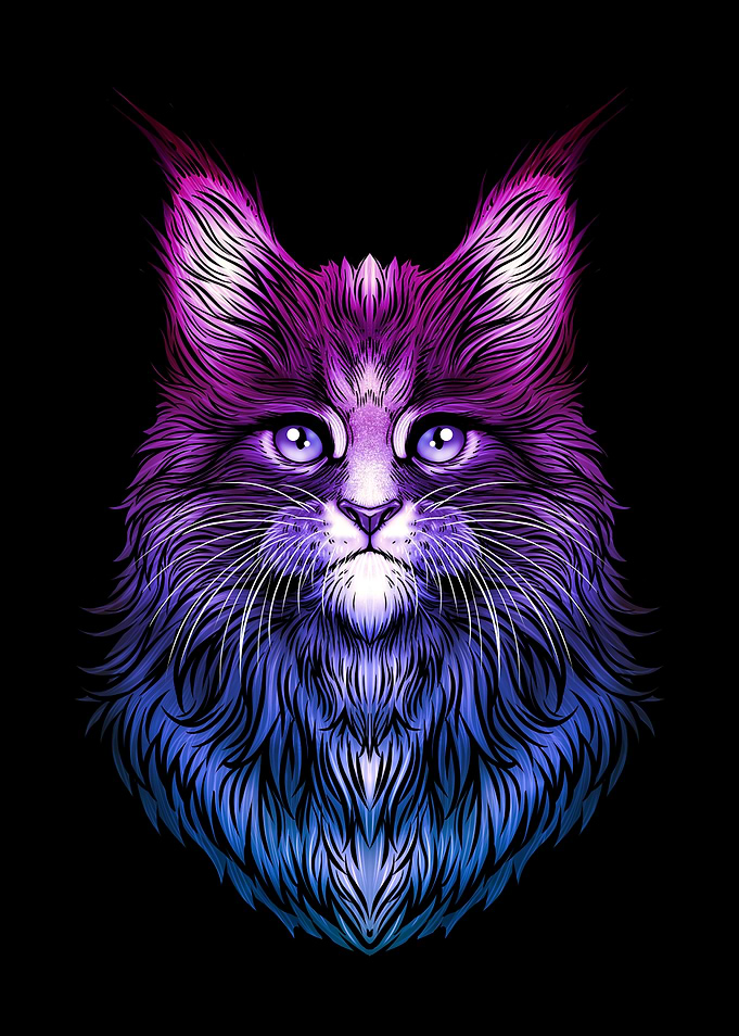 Maine Coon Cat