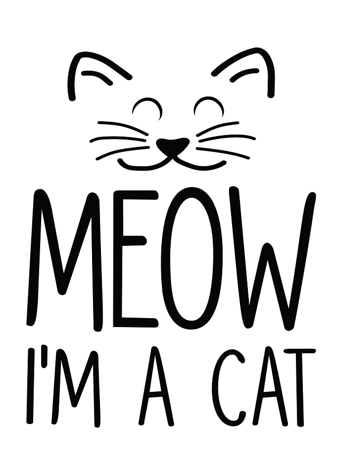 Cat Cat Face Cat Lady Cat
