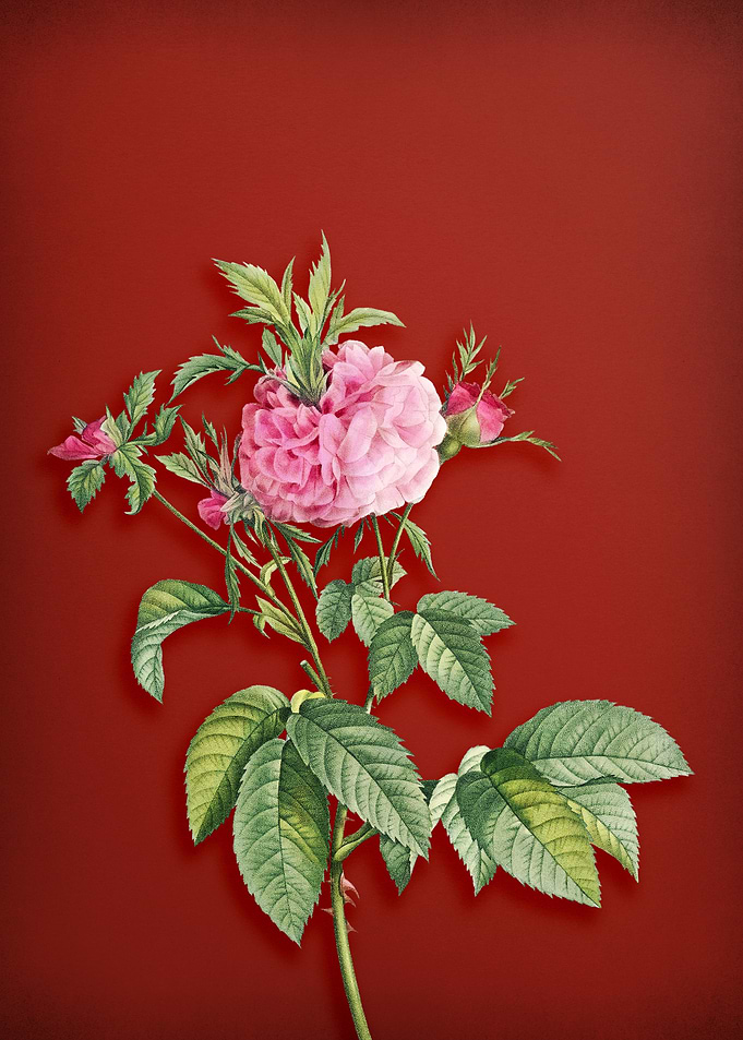 Pink Agatha Rose on Red