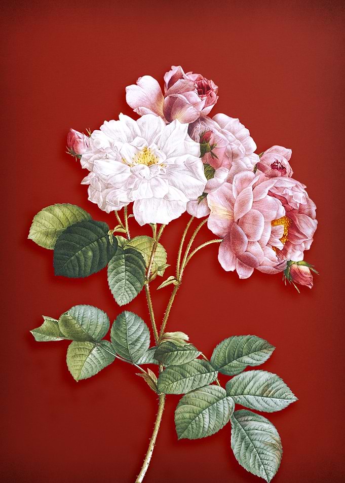 Pink Damask Rose on Red