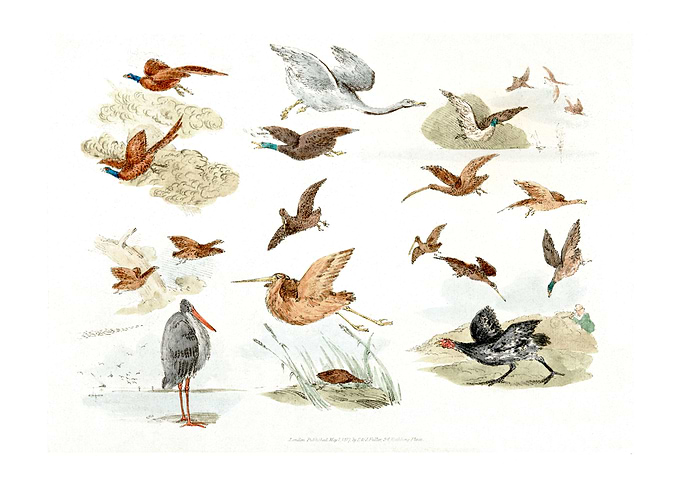 game birds