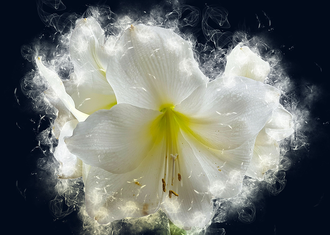 white amaryllis smoky