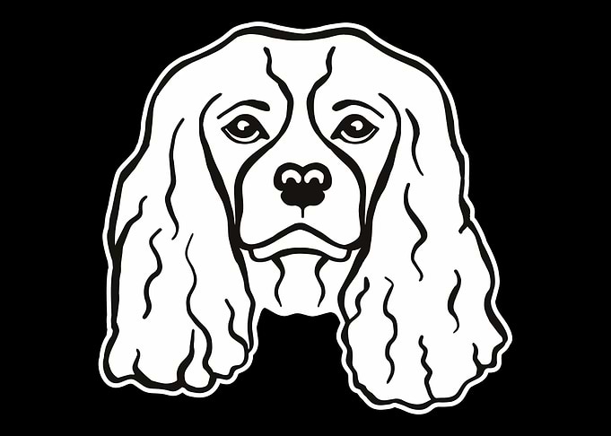 Cavalier King Charles