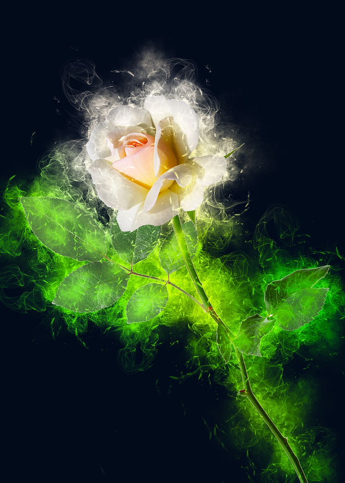 ivory rose smoky