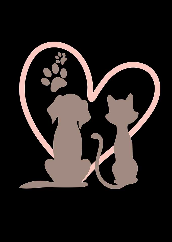 Dog And Cat