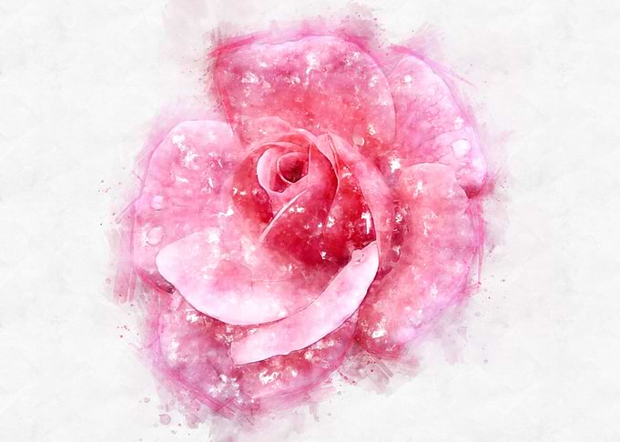 pink rose watercolor