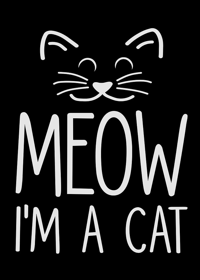 Cat Cat Face Cat Lady Cat