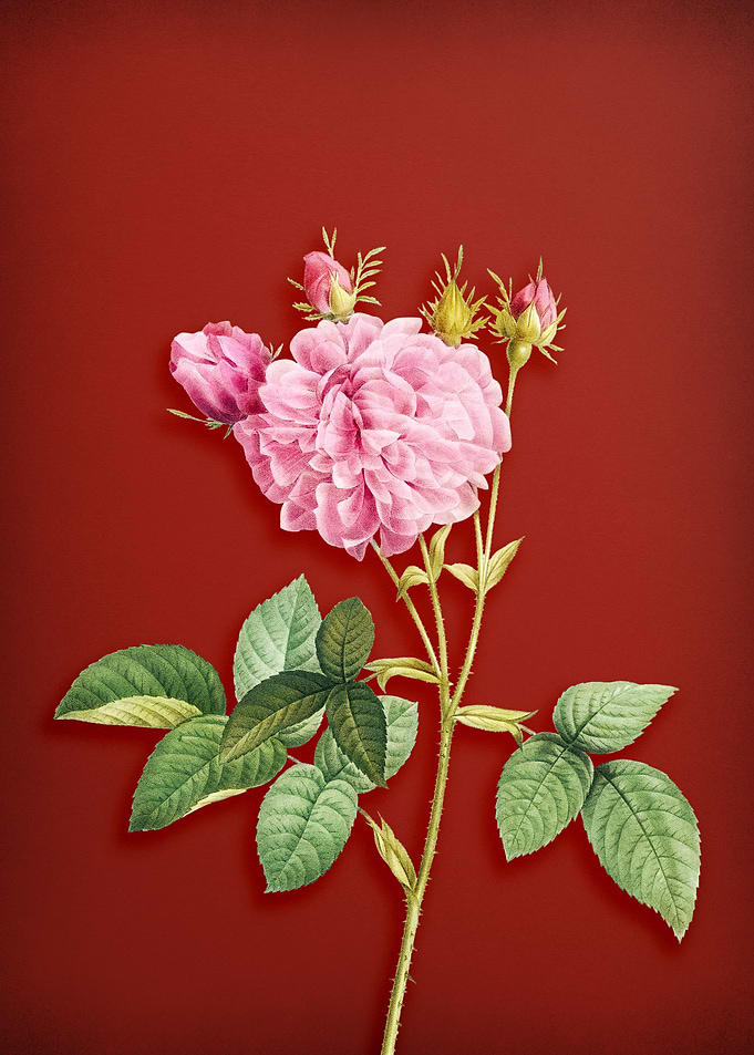Pink Agatha Rose on Red