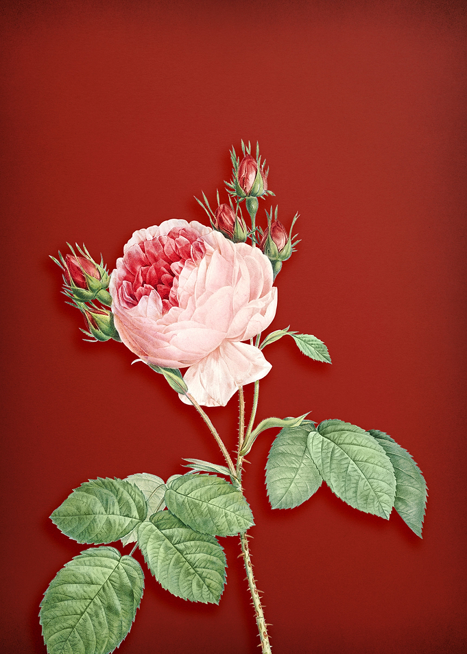 Pink Cabbage Rose on Red